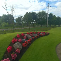 Kaskada czerwonych i r&oacute;żowych azalii posadzonych pomiędzy szarymi kamieniami na ści&oacute;łce z kory, otoczona idealnie przystrzyżonym trawnikiem, w tle drzewa i słup energetyczny