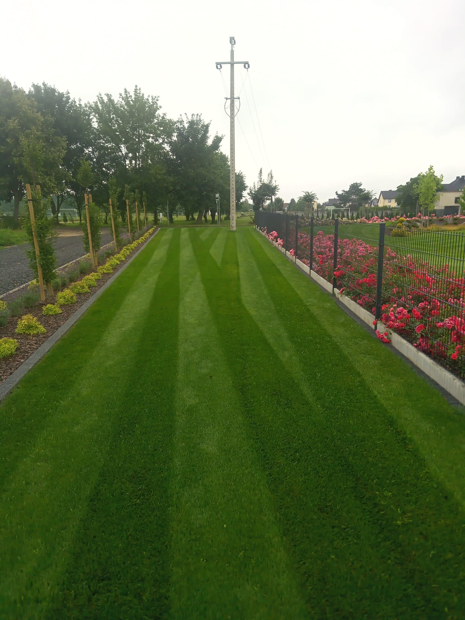 Idealnie przystrzyżony trawnik z pasami, obrzeża z niskich krzewów i rabata róż wzdłuż ogrodzenia panelowego, słup energetyczny w tle.
