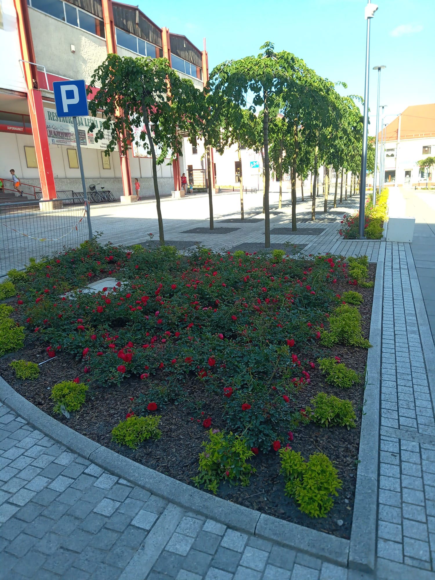 Kwadratowa rabata z czerwonymi różami i zielonymi krzewami ozdobnymi na tle rzędu kulistych drzew wzdłuż chodnika z kostki brukowej przy budynku z czerwonymi elementami architektonicznymi.