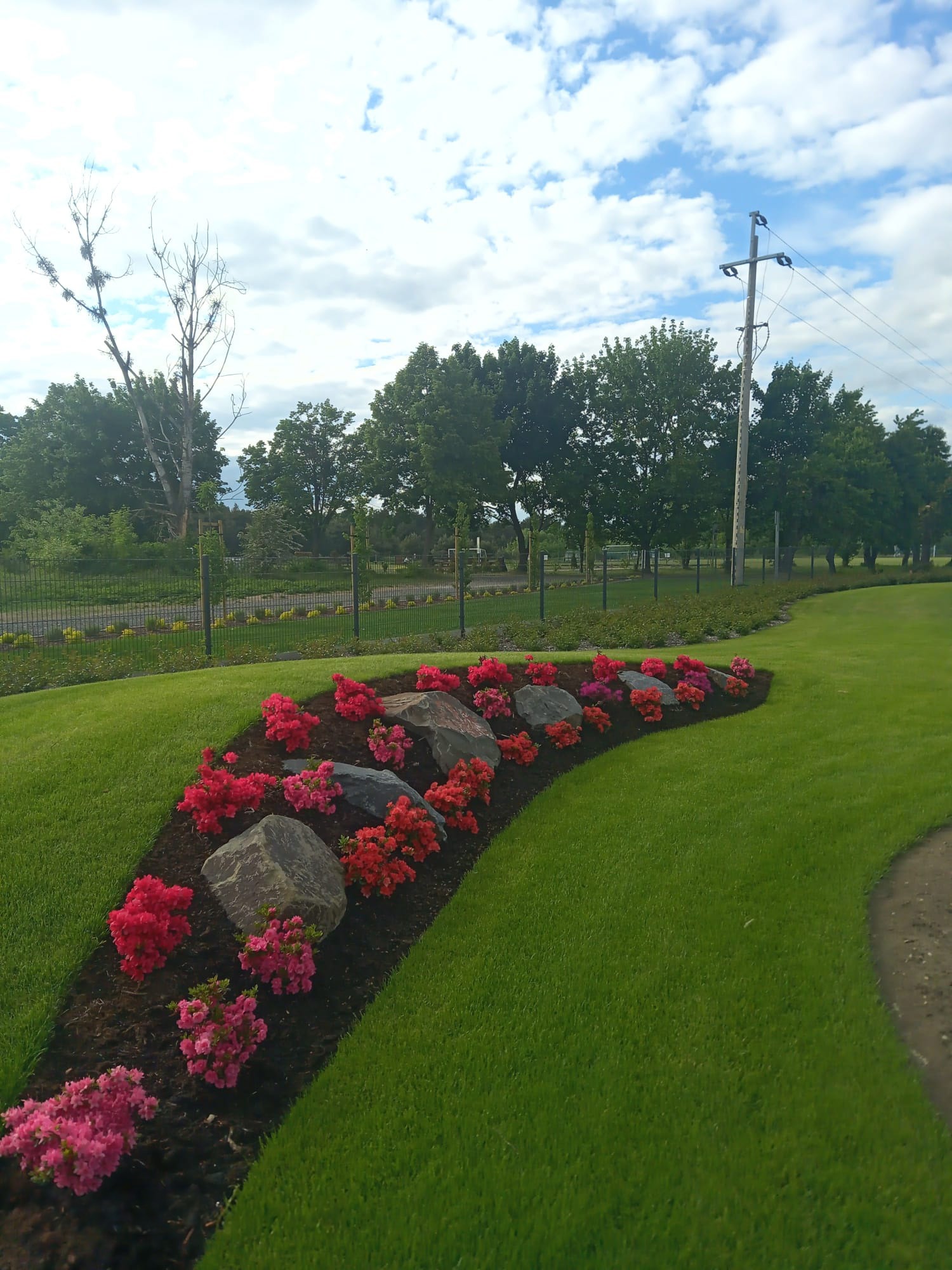 Kaskada czerwonych i różowych azalii posadzonych pomiędzy szarymi kamieniami na ściółce z kory, otoczona idealnie przystrzyżonym trawnikiem, w tle drzewa i słup energetyczny