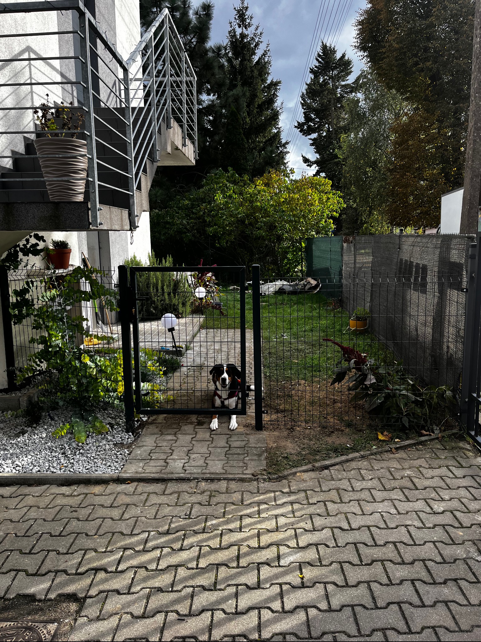 Nowoczesne ogrodzenie panelowe z furtką, przez którą wygląda pies. Widoczne elementy architektury budynku i zadbany ogród. Ujęcie z poziomu chodnika.