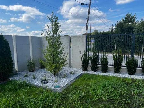 Nowoczesny ogród z betonowym ogrodzeniem, białymi kamieniami, młodymi drzewami i krzewami iglastymi, otoczony zielonym trawnikiem pod błękitnym niebem.