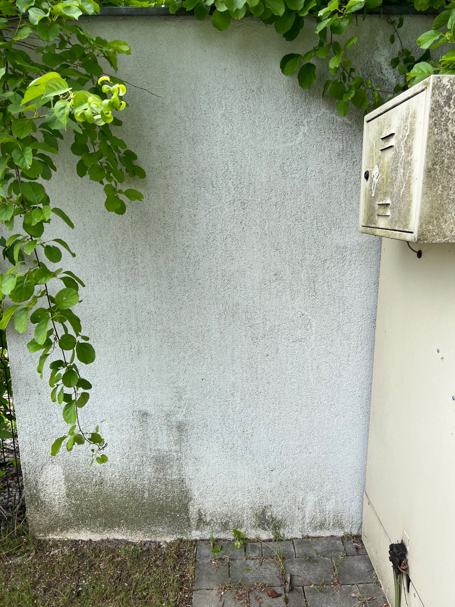Biała, chropowata elewacja z widocznymi śladami wilgoci i zabrudzeń u dołu, częściowo zasłonięta przez zwisające gałęzie z zielonymi liśćmi oraz starą, zabrudzoną skrzynkę elektryczną.