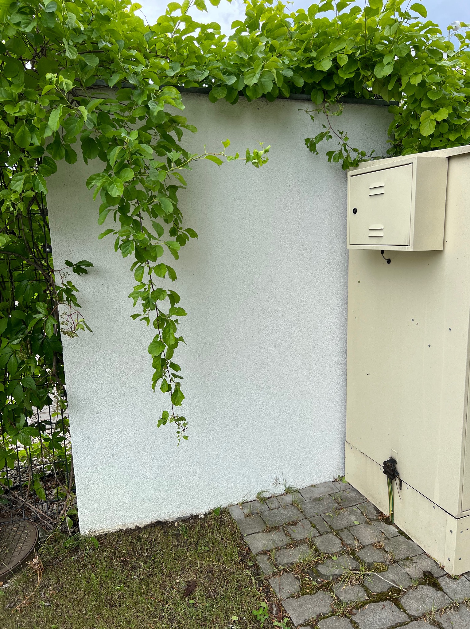 Biała ściana z fakturą, porośnięta zielonym bluszczem, obok beżowa skrzynka elektryczna z widocznymi kablami wychodzącymi u dołu, kostka brukowa i trawa u podstawy.