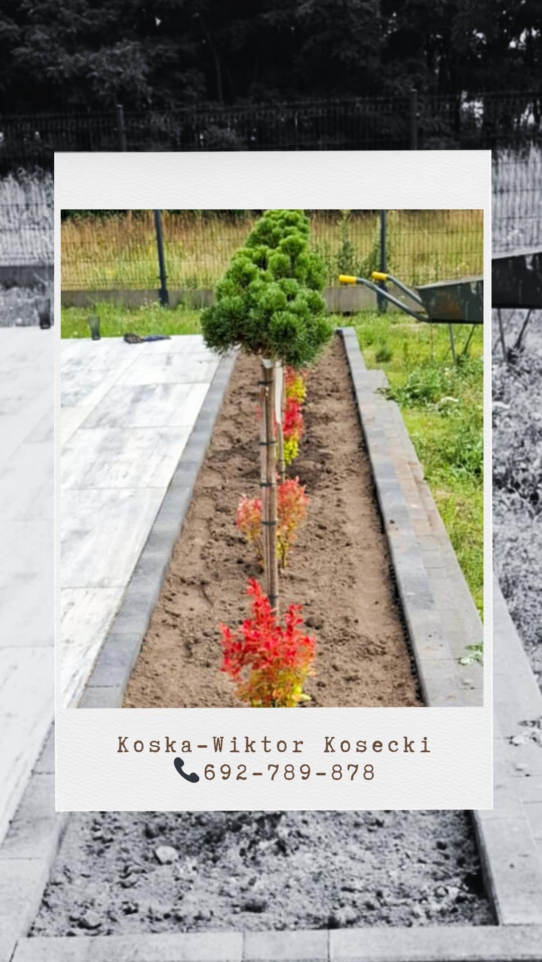 Świeżo posadzone, niskie drzewka iglaste i krzewy liściaste w rzędzie, obrzeże z kostki brukowej, jasna nawierzchnia z płyt, tło z zielenią i ogrodzeniem.