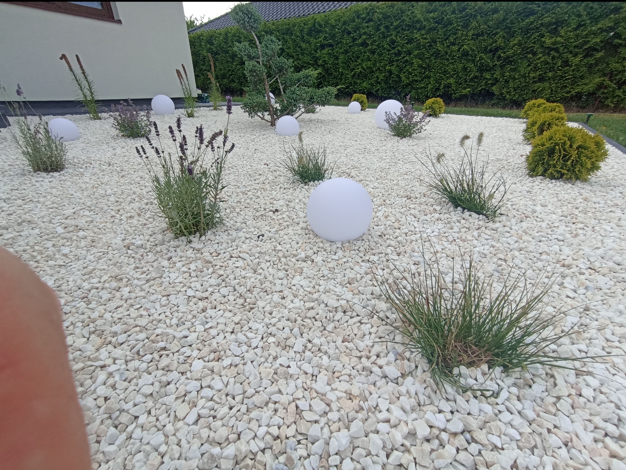 Ogród z białymi kamieniami, ozdobnymi kulami i roślinami. Widoczne krzewy, trawy ozdobne i lawenda. Tło stanowi zielony żywopłot i fragment budynku.