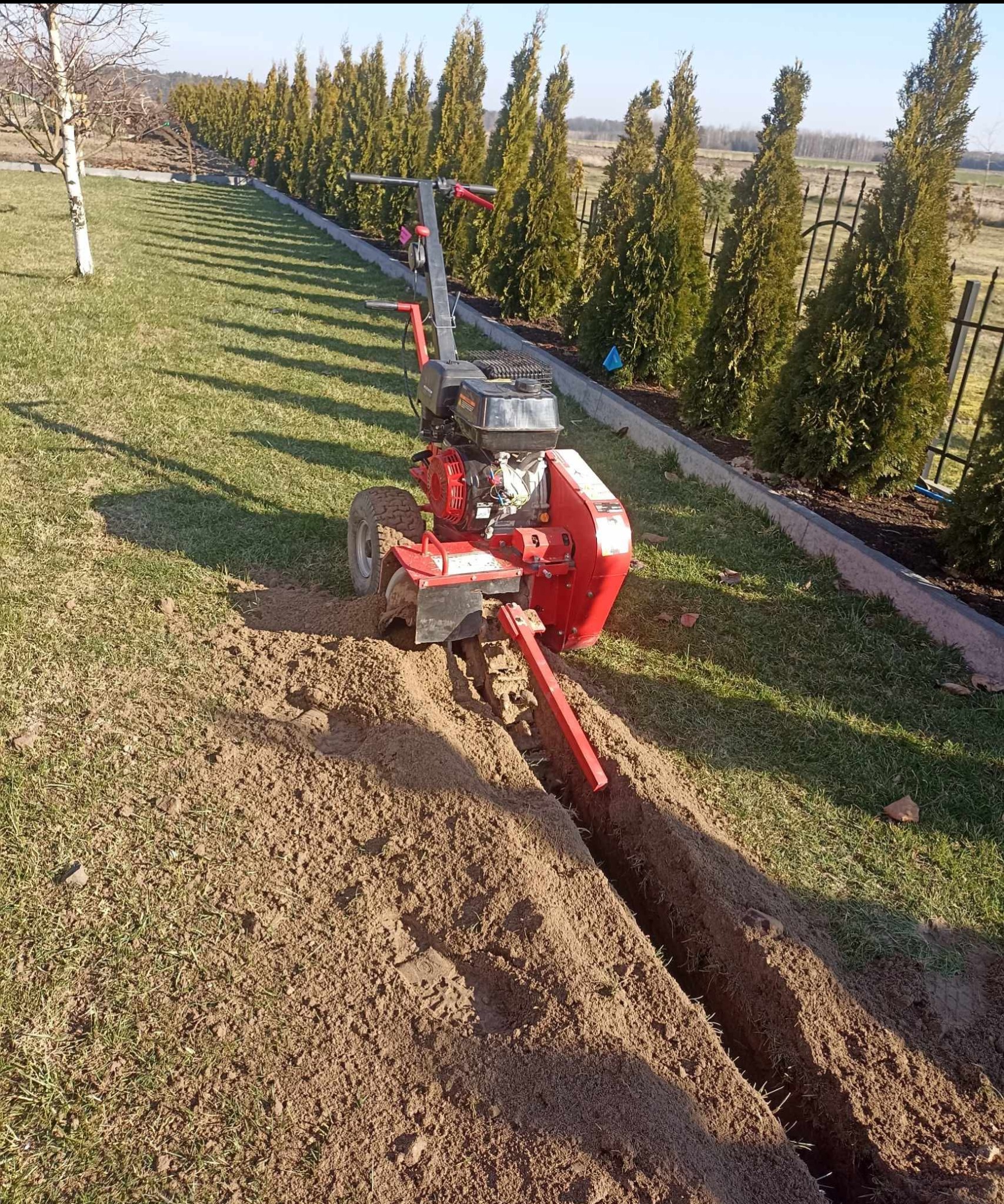 Czerwony glebogryz na trawniku wykopuje wąski rów pod system nawadniania, w tle rząd tuj i metalowe ogrodzenie.