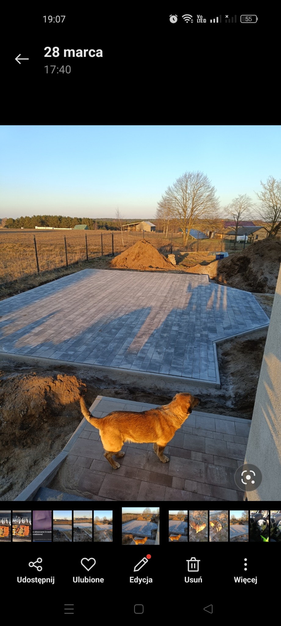 Ułożona szara kostka brukowa na posesji, widoczny pies rasy owczarek w złotym oświetleniu zachodzącego słońca, w tle ogrodzenie i drzewa.