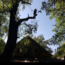 Przycinanie drzew Łódź 4