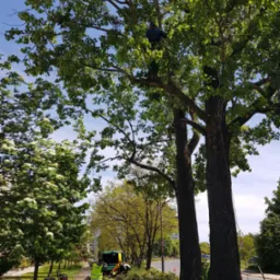 Arborysta w uprzęży, przycina gałęzie dużego drzewa w parku miejskim, z widoczną rębarką i stosem gałęzi na chodniku.