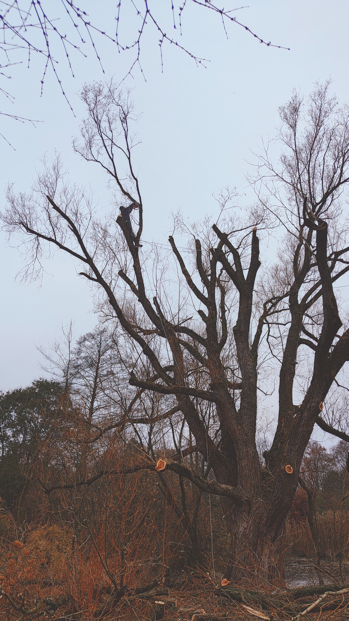 Mężczyzna na drzewie podczas cięcia gałęzi, widoczne świeżo obcięte konary i stos pociętych gałęzi u podstawy drzewa.