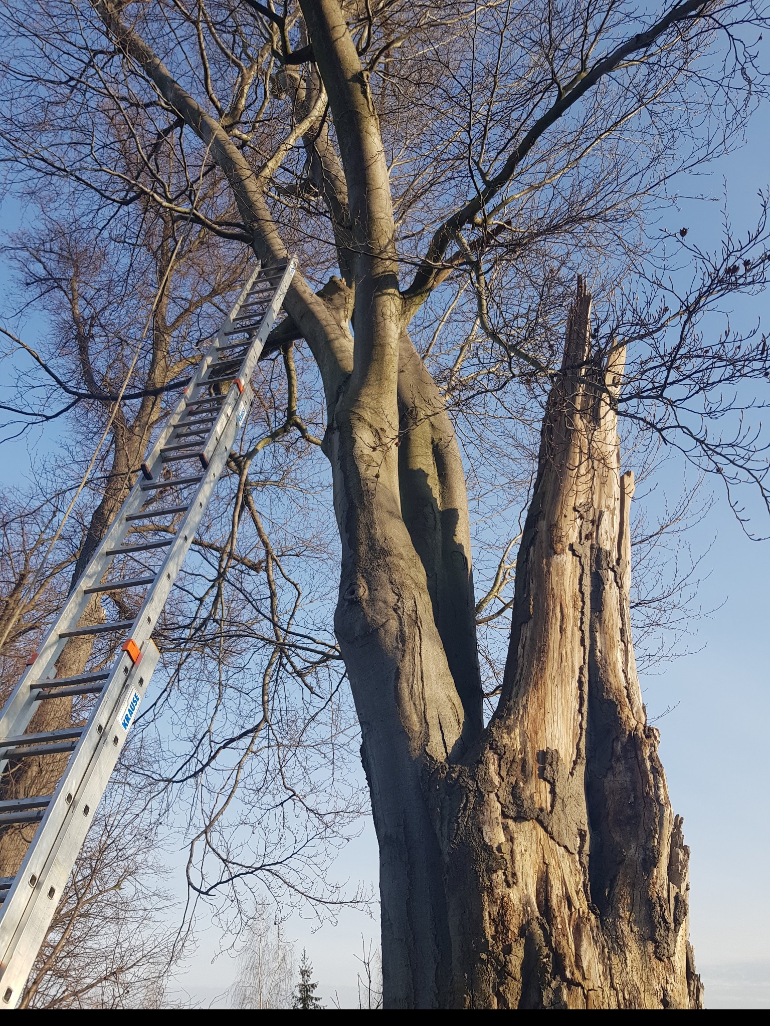 Drabina oparta o pień drzewa z obciętymi gałęziami, na tle błękitnego nieba.