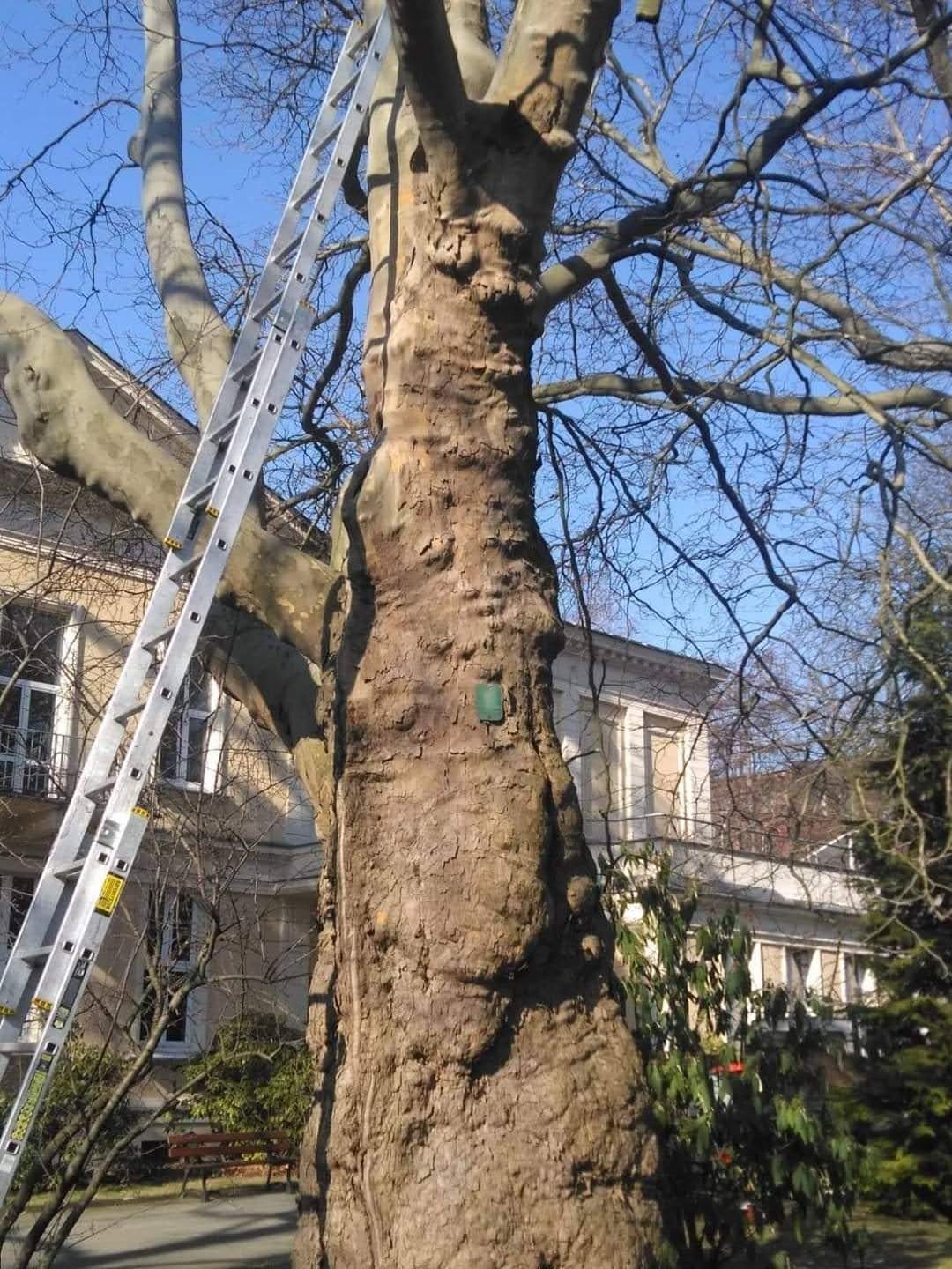 Aluminiowa drabina oparta o gruby pień drzewa liściastego z tabliczką, na tle budynku i błękitnego nieba.
