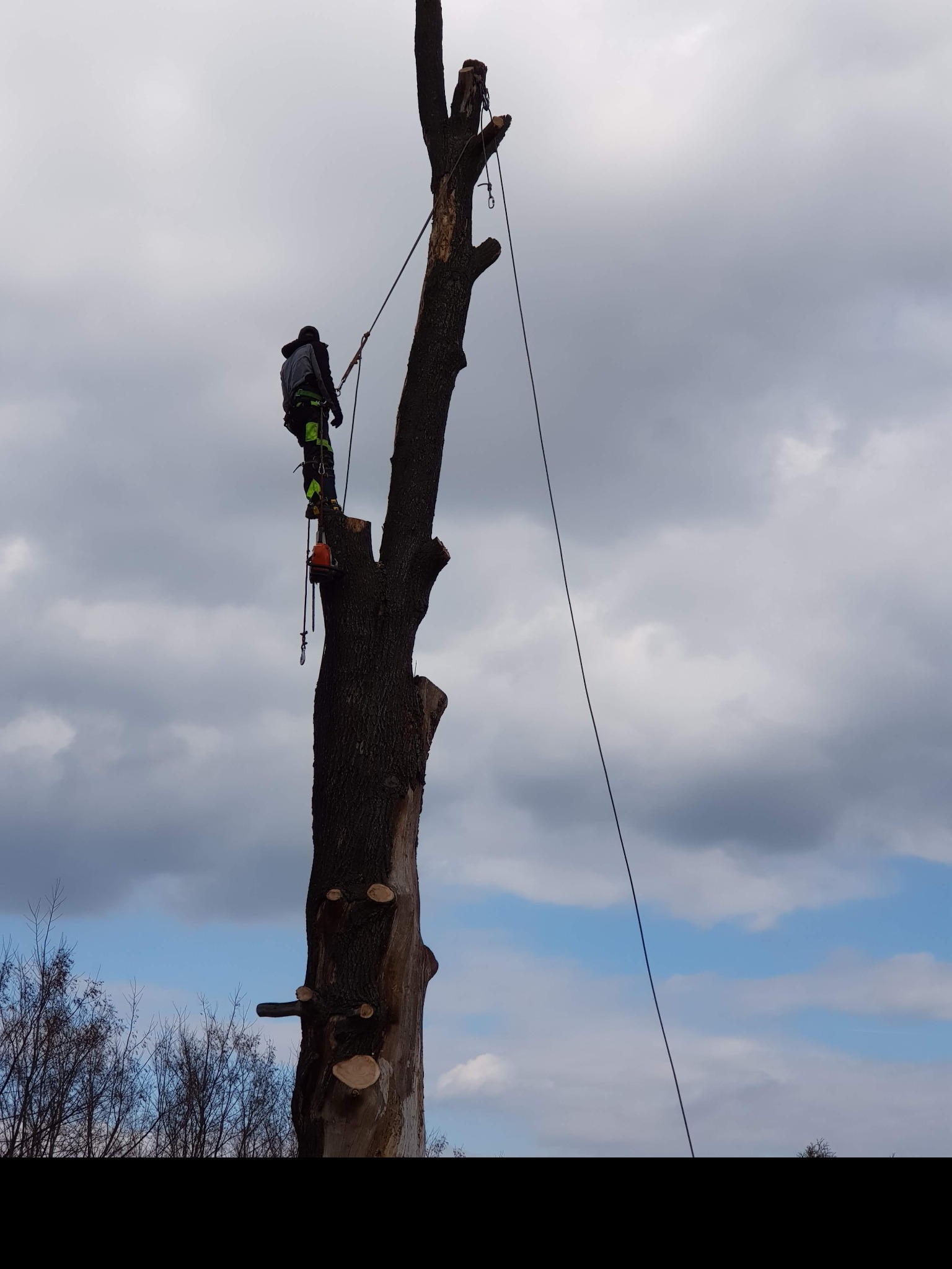 Arborysta w uprzęży, na wysokości, podczas pracy przy ogołoconym drzewie z widocznymi śladami cięcia gałęzi, z użyciem liny i pilarki łańcuchowej, na tle pochmurnego nieba.