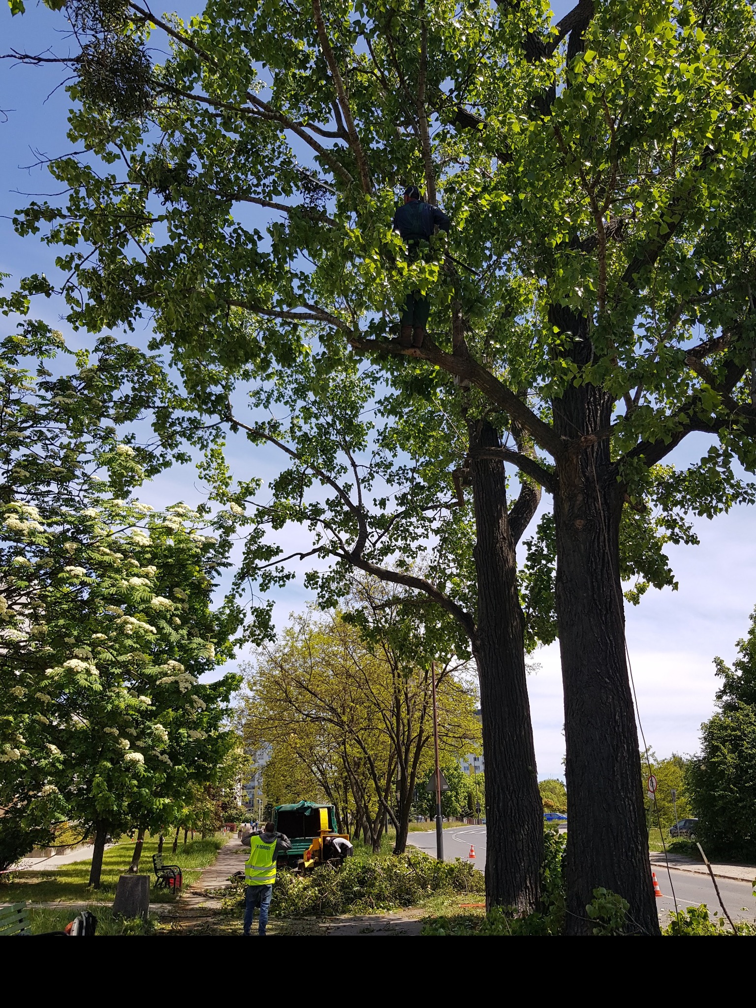 Arborysta w uprzęży, przycina gałęzie dużego drzewa w parku miejskim, z widoczną rębarką i stosem gałęzi na chodniku.