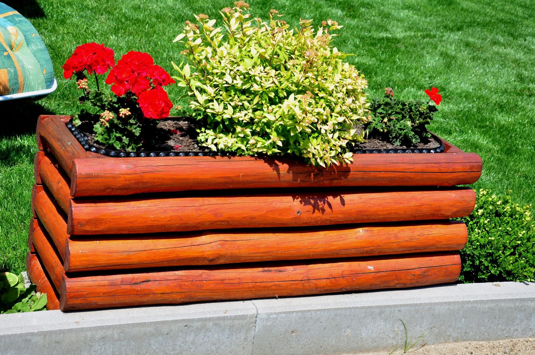 Rustykalna donica z drewnianych bali, wypełniona ziemią i obsadzona czerwonymi pelargoniami oraz krzewami o żółto-zielonych liściach, ustawiona na betonowym obrzeżu trawnika.
