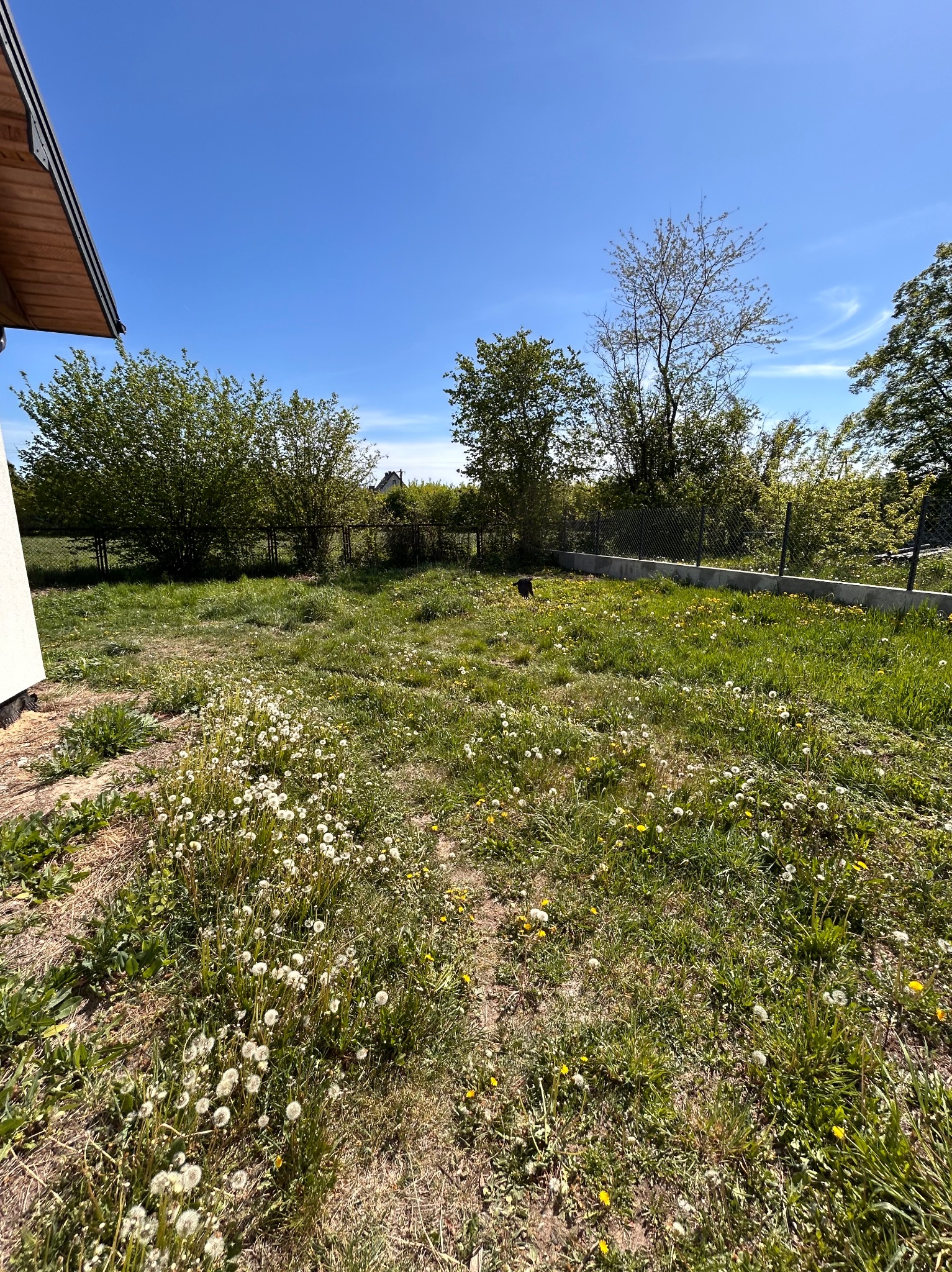 Zarośnięty trawnik z dmuchawcami i żółtymi kwiatami, widok z poziomu gruntu. Trawa wymaga pielęgnacji, w tle drzewa i ogrodzenie.