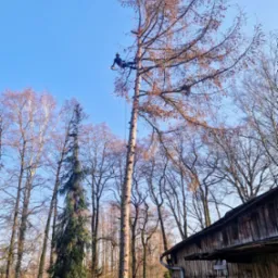Arborysta w uprzęży, przy użyciu piły łańcuchowej, dokonuje wycinki wysokiego drzewa iglastego, na tle błękitnego nieba i zabudowań gospodarczych.