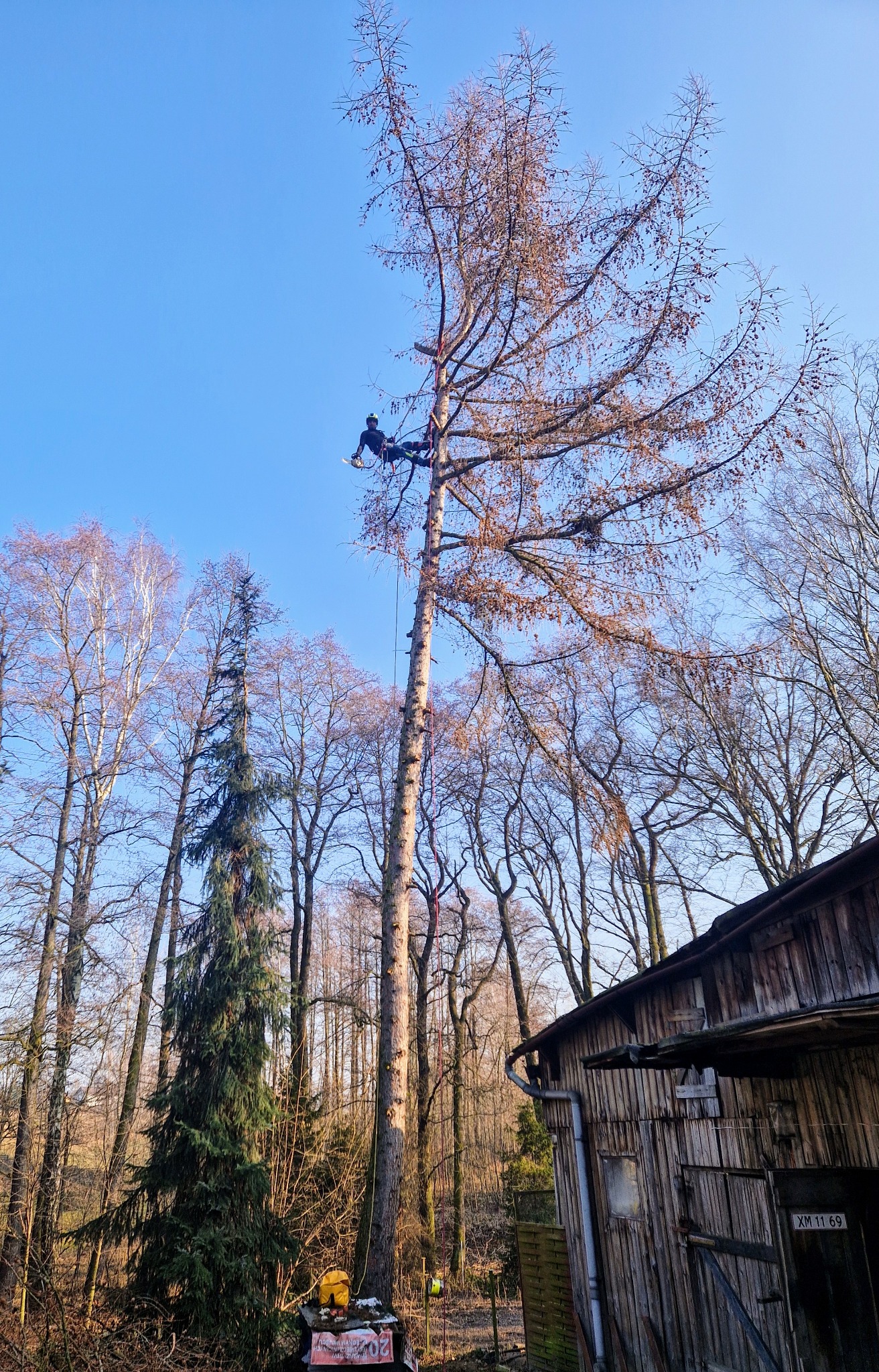 Arborysta w uprzęży, przy użyciu piły łańcuchowej, dokonuje wycinki wysokiego drzewa iglastego, na tle błękitnego nieba i zabudowań gospodarczych.