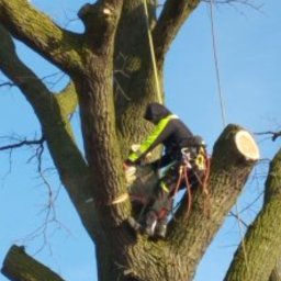 URBAN ALPSERWIS SPÓŁKA Z OGRANICZONĄ ODPOWIEDZIALNOŚCIĄ - Arborysta w uprzęży, przy użyciu piły łańcuchowej, usuwa gałęzie z dużego drzewa liściastego na tle błękitnego nieba.