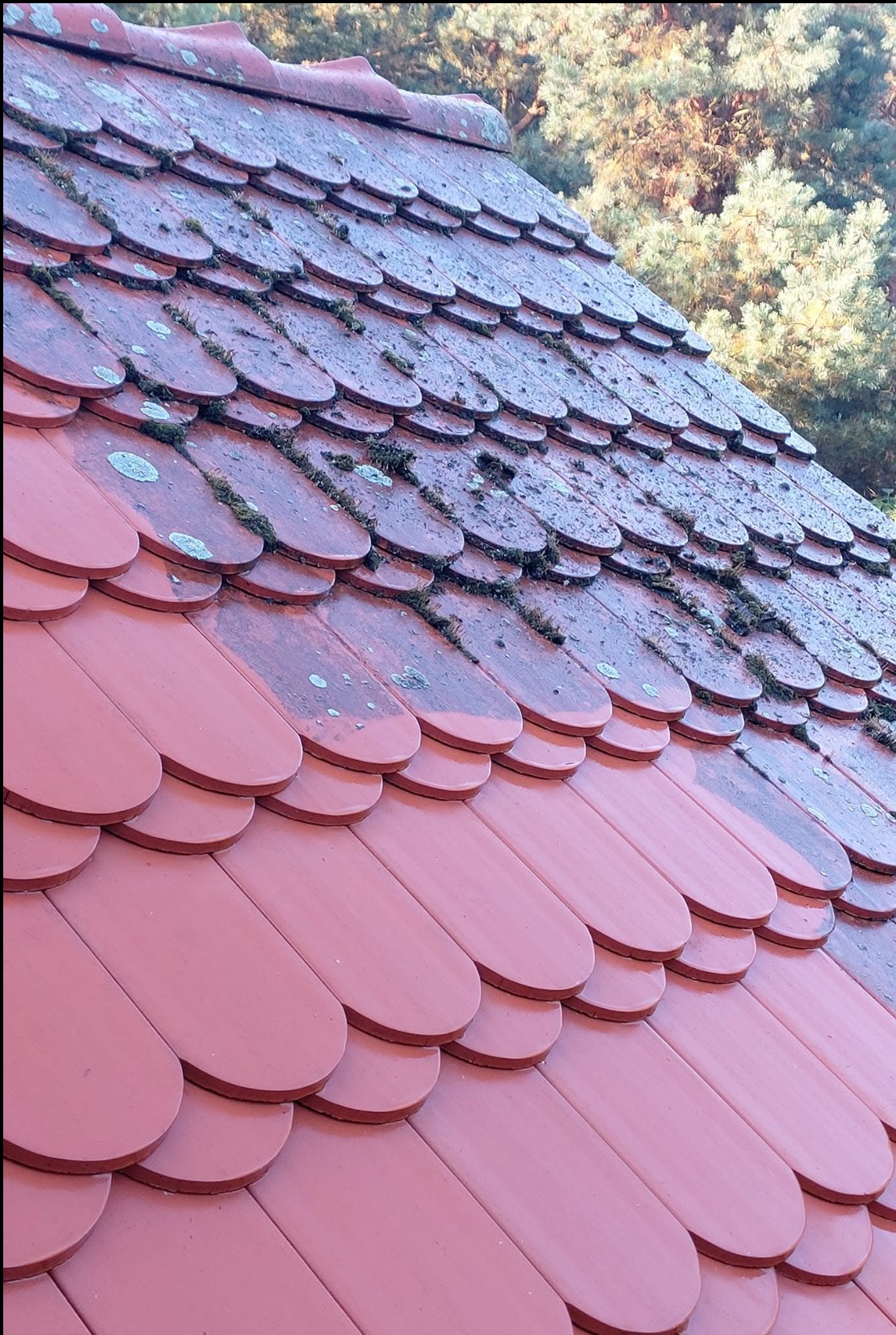 Częściowo wyczyszczony dach z dachówki karpiówki w odcieniach czerwieni, widoczny mech i zabrudzenia na górnej części dachu, drzewa w tle.