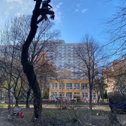 Wycinka drzew Warszawa 4