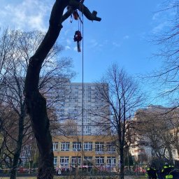 CELMAR Prace Wysokościowe Maciej Celiński - Arborysta w kasku i uprzęży, zawieszony na linie, z piłą spalinową podczas pracy na wysokim drzewie w miejskim otoczeniu, z blokiem mieszkalnym i budynkiem przedszkola w tle.