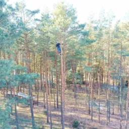 Pracownik w uprzęży na wysokiej sośnie, przygotowuje się do usunięcia gałęzi, w tle las sosnowy, na dole widoczne ścięte gałęzie oraz ekipa z piłami łańcuchowymi.