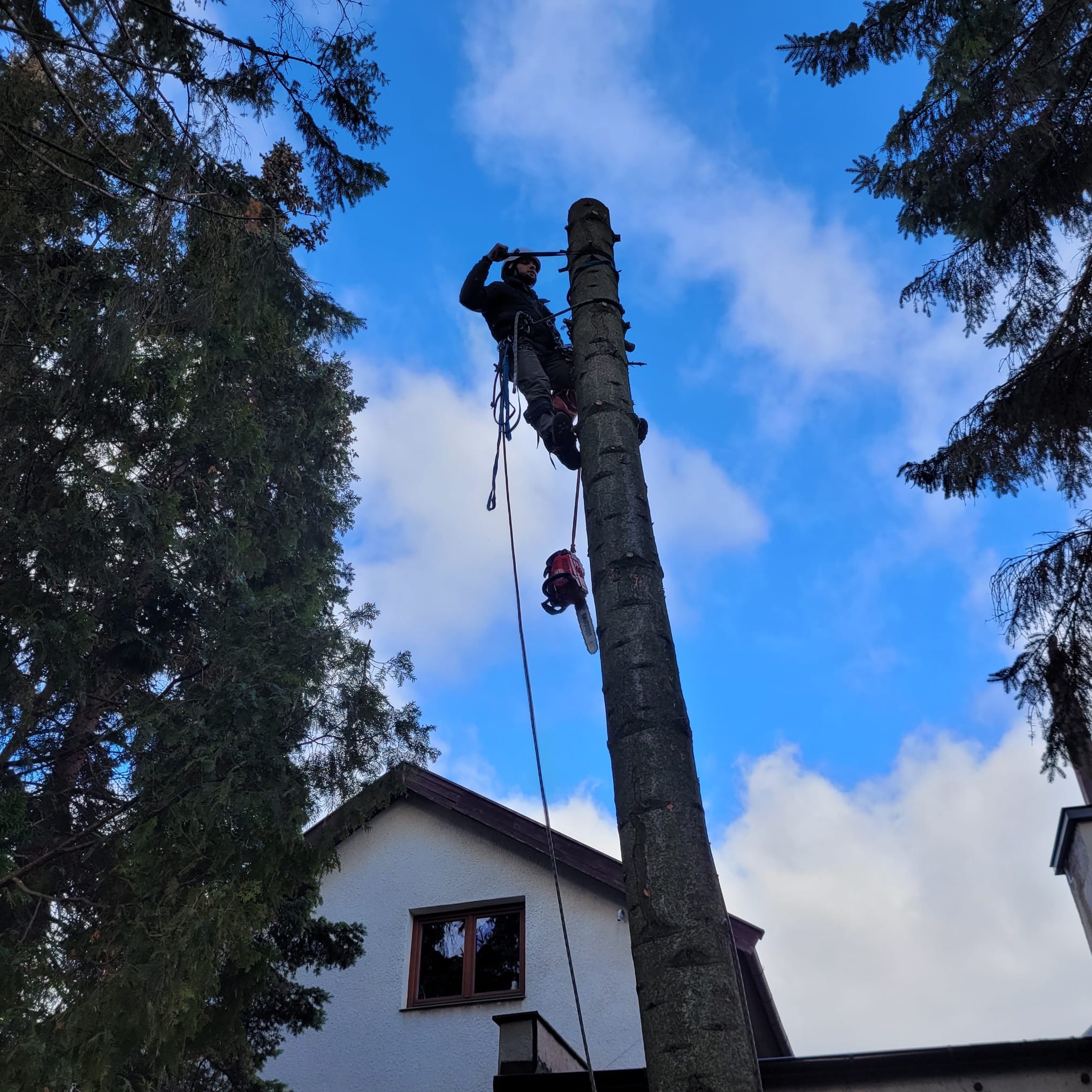 Arborysta zabezpieczony linami, w kasku, na pniu obciętego drzewa z piłą spalinową, na tle błękitnego nieba z chmurami i fragmentu białego domu z brązowym oknem.