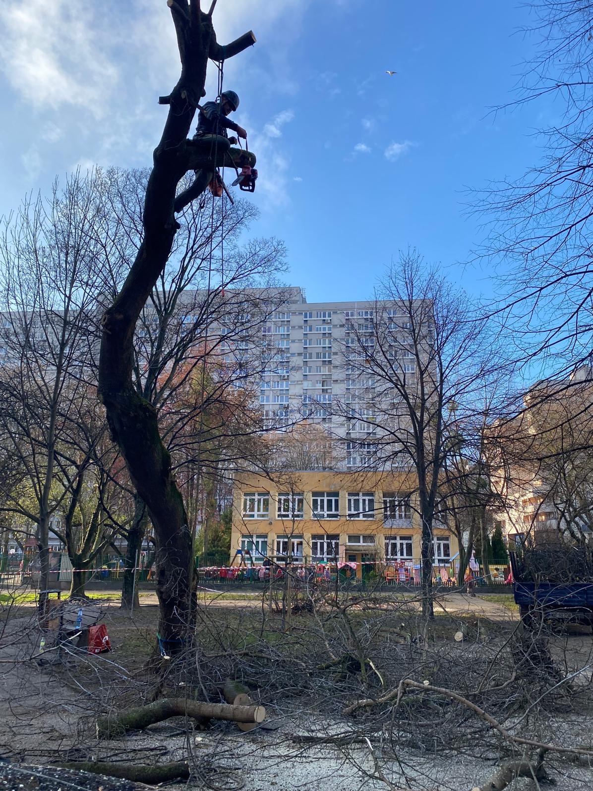 Arborysta w kasku, zabezpieczony linami, tnie piłą spalinową konar drzewa nad terenem przedszkola, w tle blok mieszkalny i latający ptak.