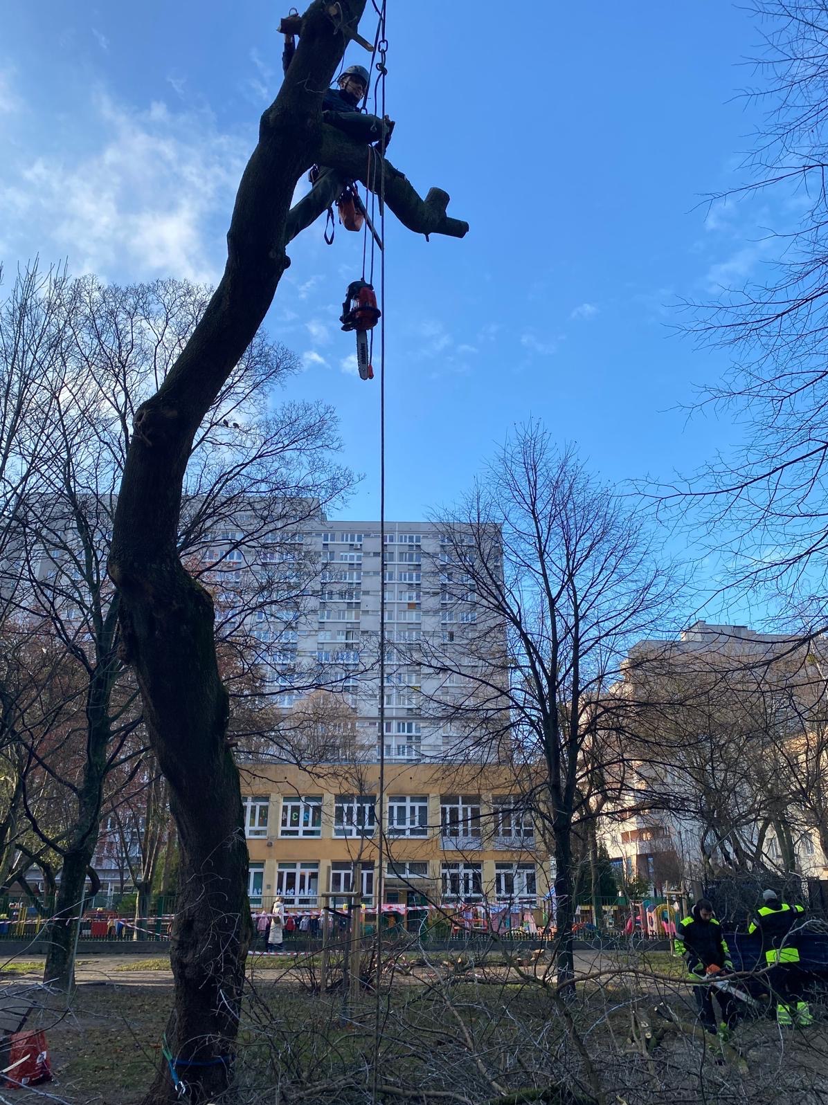 Arborysta w kasku i uprzęży, zawieszony na linie, z piłą spalinową podczas pracy na wysokim drzewie w miejskim otoczeniu, z blokiem mieszkalnym i budynkiem przedszkola w tle.