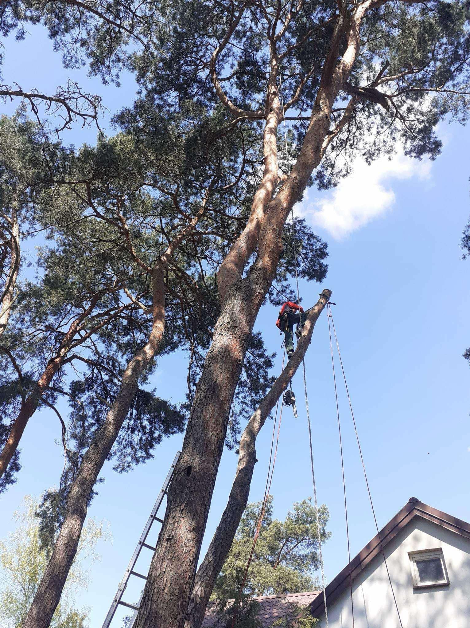 Arborysta w czerwonej kurtce, zabezpieczony linami, przycina gałęzie wysokiej sosny za pomocą piły łańcuchowej; drabina oparta o pień, błękitne niebo w tle.