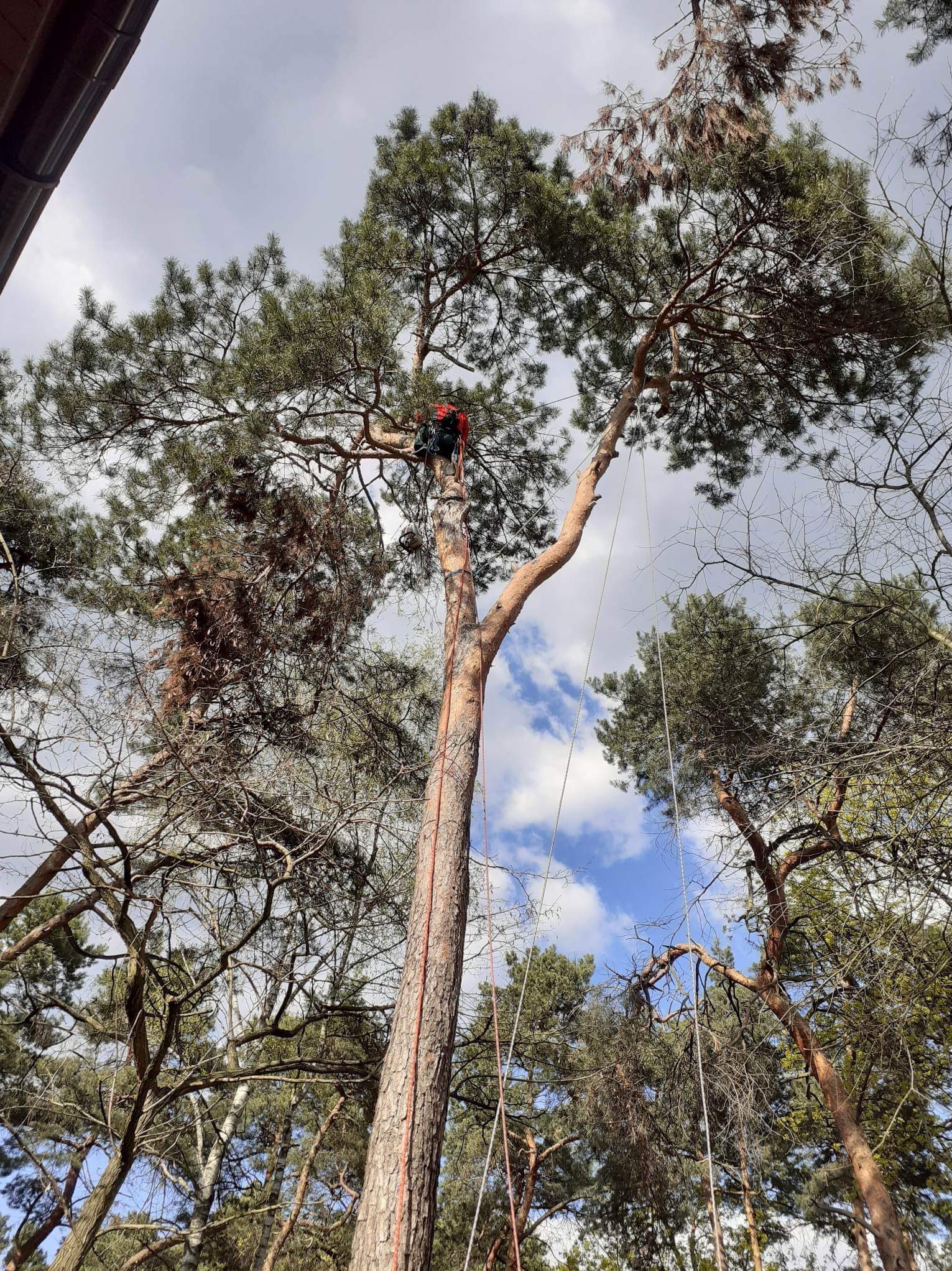 Arborysta w czerwonym kombinezonie, zabezpieczony linami, wspina się na wysokie drzewo iglaste, widok z dołu na tle błękitnego nieba z chmurami.