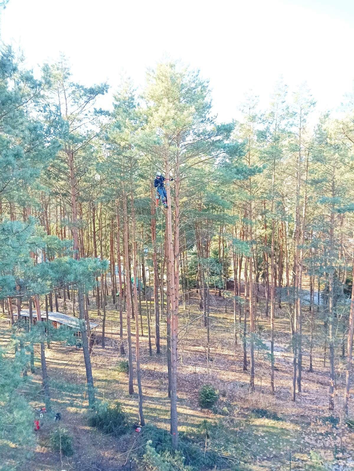 Pracownik w uprzęży na wysokiej sośnie, przygotowuje się do usunięcia gałęzi, w tle las sosnowy, na dole widoczne ścięte gałęzie oraz ekipa z piłami łańcuchowymi.