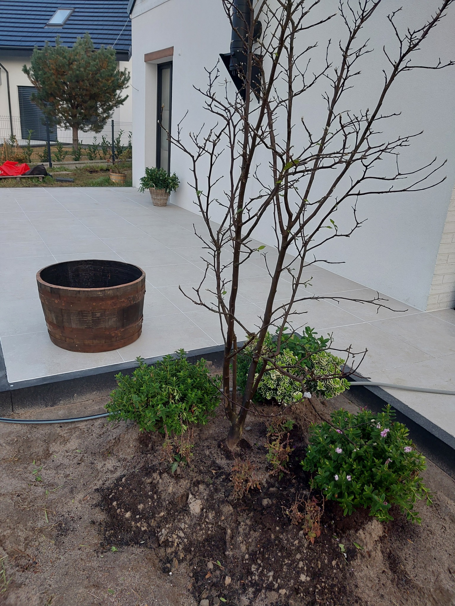 Jasne płytki tarasowe z drewnianą beczką i rabatą z krzewami. W tle nowoczesny dom z białymi ścianami i szarą dachówką. Minimalistyczny design.