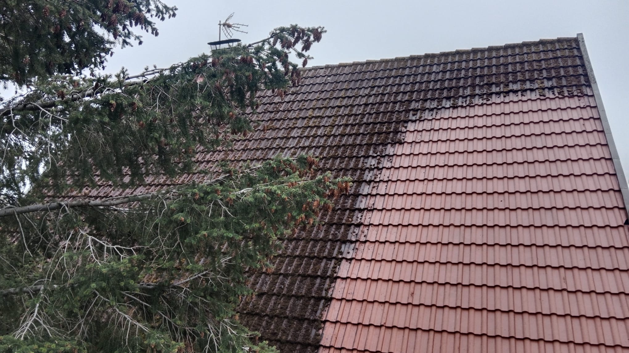 Częściowo oczyszczony dach z czerwonej dachówki, widoczna różnica między zabrudzoną a umytą powierzchnią, obok gałęzie drzewa iglastego.