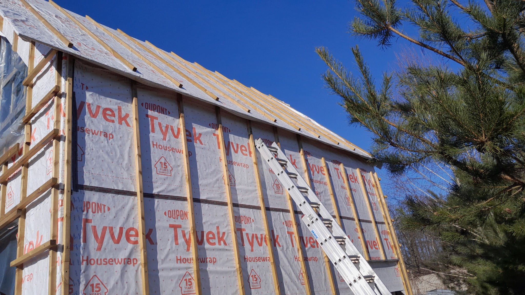 Budowa domu szkieletowego: widok na ściany z membraną Tyvek, drewniane belki i drabinę opartą o budynek na tle błękitnego nieba i drzewa iglastego.
