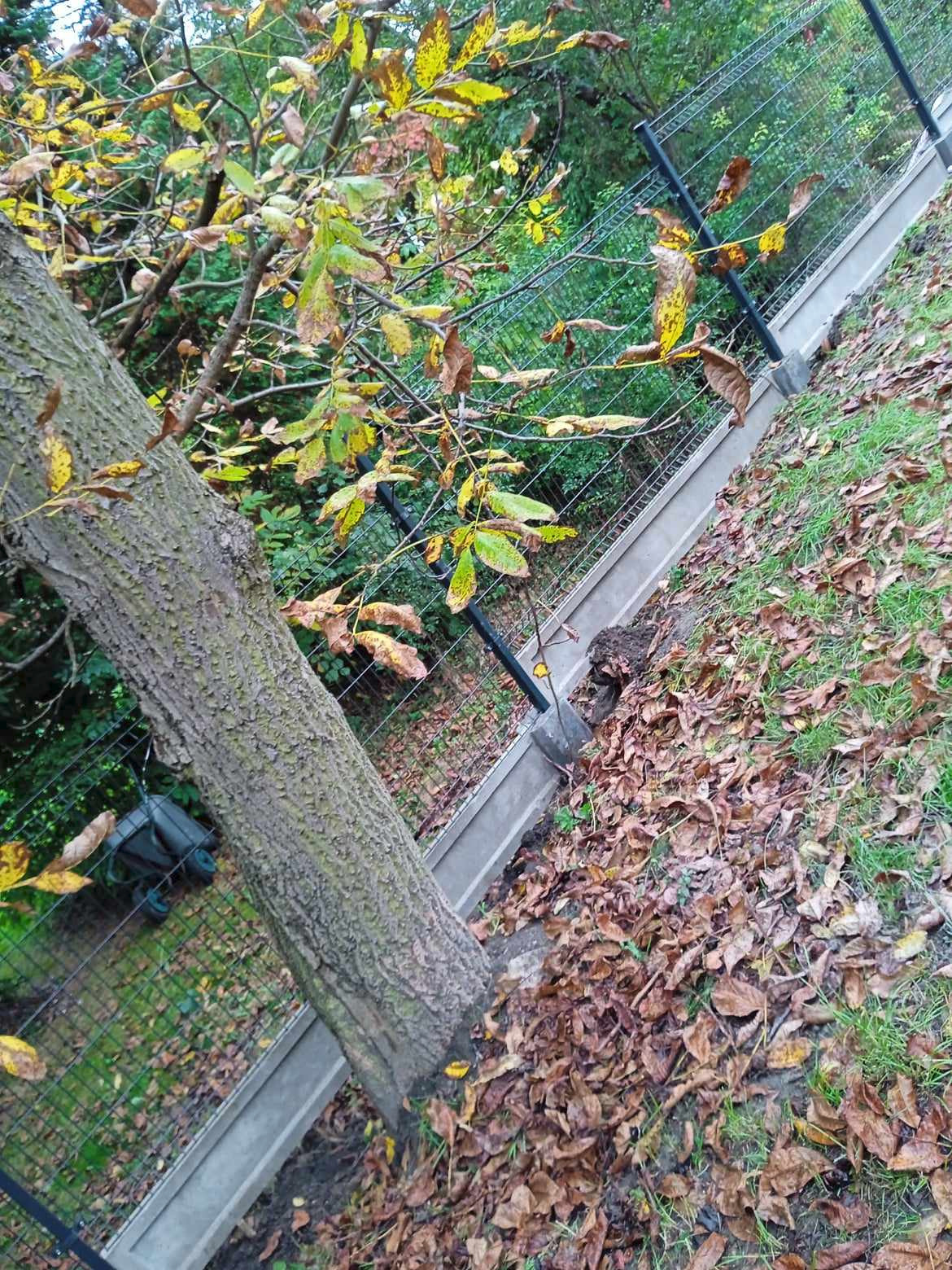 Ukośne ujęcie metalowej siatki ogrodzeniowej z betonową podmurówką, zamontowanej na nierównym terenie, z drzewem na pierwszym planie i opadłymi liśćmi w tle.