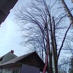 Wycinka drzew Przysieki 1