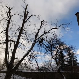 Wycinka drzew Przysieki 2