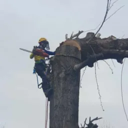 Arborysta w kasku i z piłą łańcuchową, zabezpieczony linami, przycina grube gałęzie drzewa na wysokości.