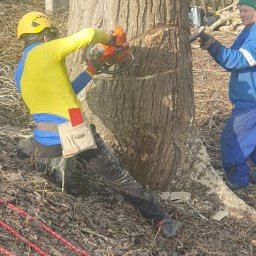 Wycinka drzew Przysieki 4