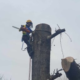 Paweł Bierski - Arborysta w kasku i z piłą łańcuchową, zabezpieczony linami, podczas pracy na wysokości, przy pniu drzewa z odciętymi gałęziami, na tle pochmurnego nieba.