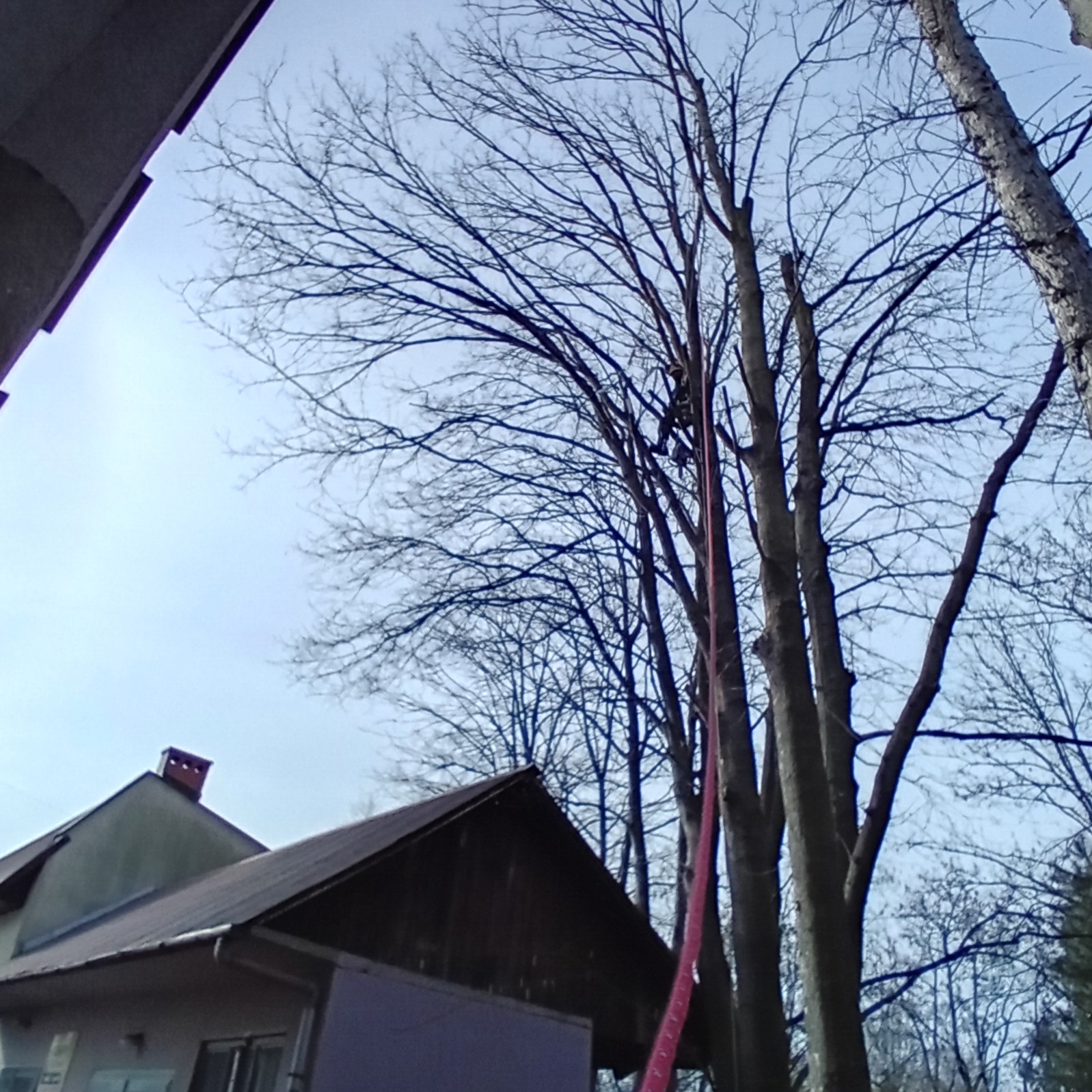 Drzewo po częściowym usunięciu gałęzi, widoczna lina asekuracyjna, w tle budynek z kominem i błękitne niebo.