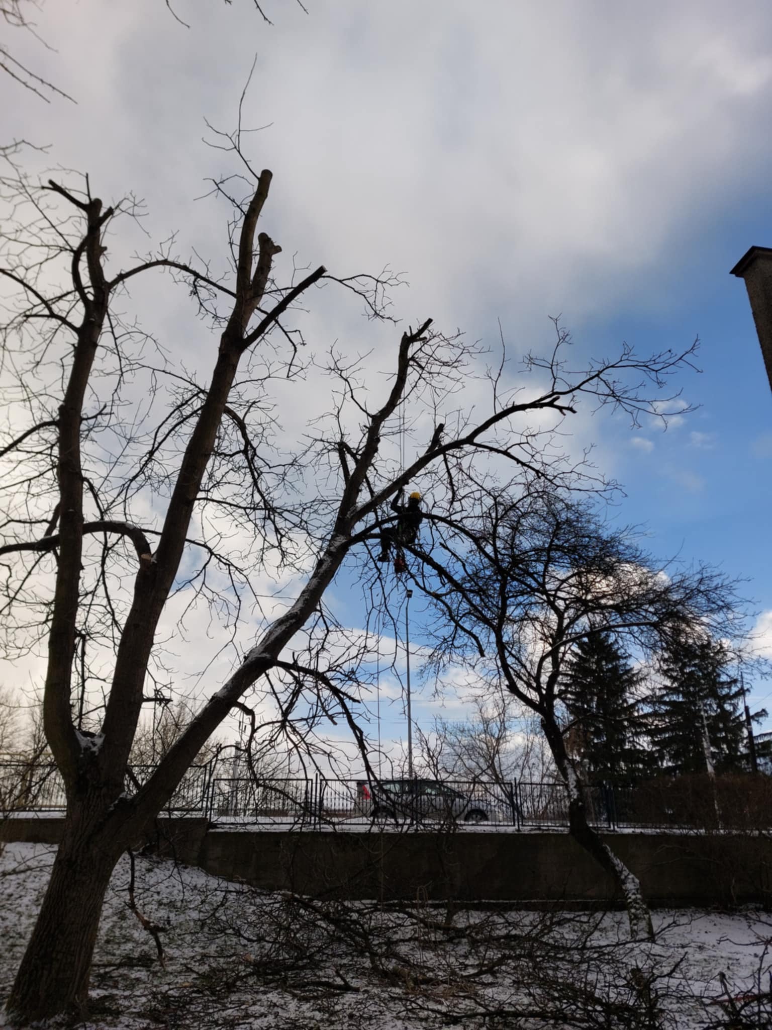 Pracownik w kasku na wysokości, w trakcie formowania korony drzewa z użyciem liny, widoczne obcięte gałęzie na ziemi, pochmurne niebo w tle.