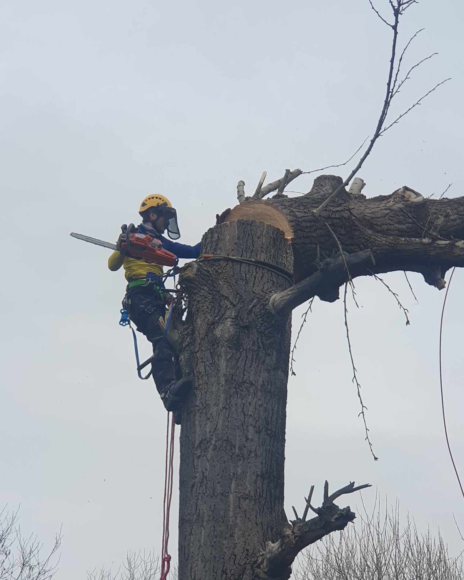 Arborysta w kasku i z piłą łańcuchową, zabezpieczony linami, przycina grube gałęzie drzewa na wysokości.