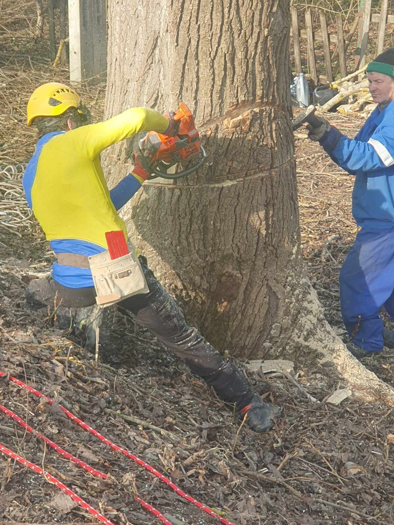 Dwóch pracowników w kombinezonach, jeden w żółtym kasku z piłą łańcuchową nacina pień drzewa, drugi wbija klin w nacięcie, w tle widoczne gałęzie i liny