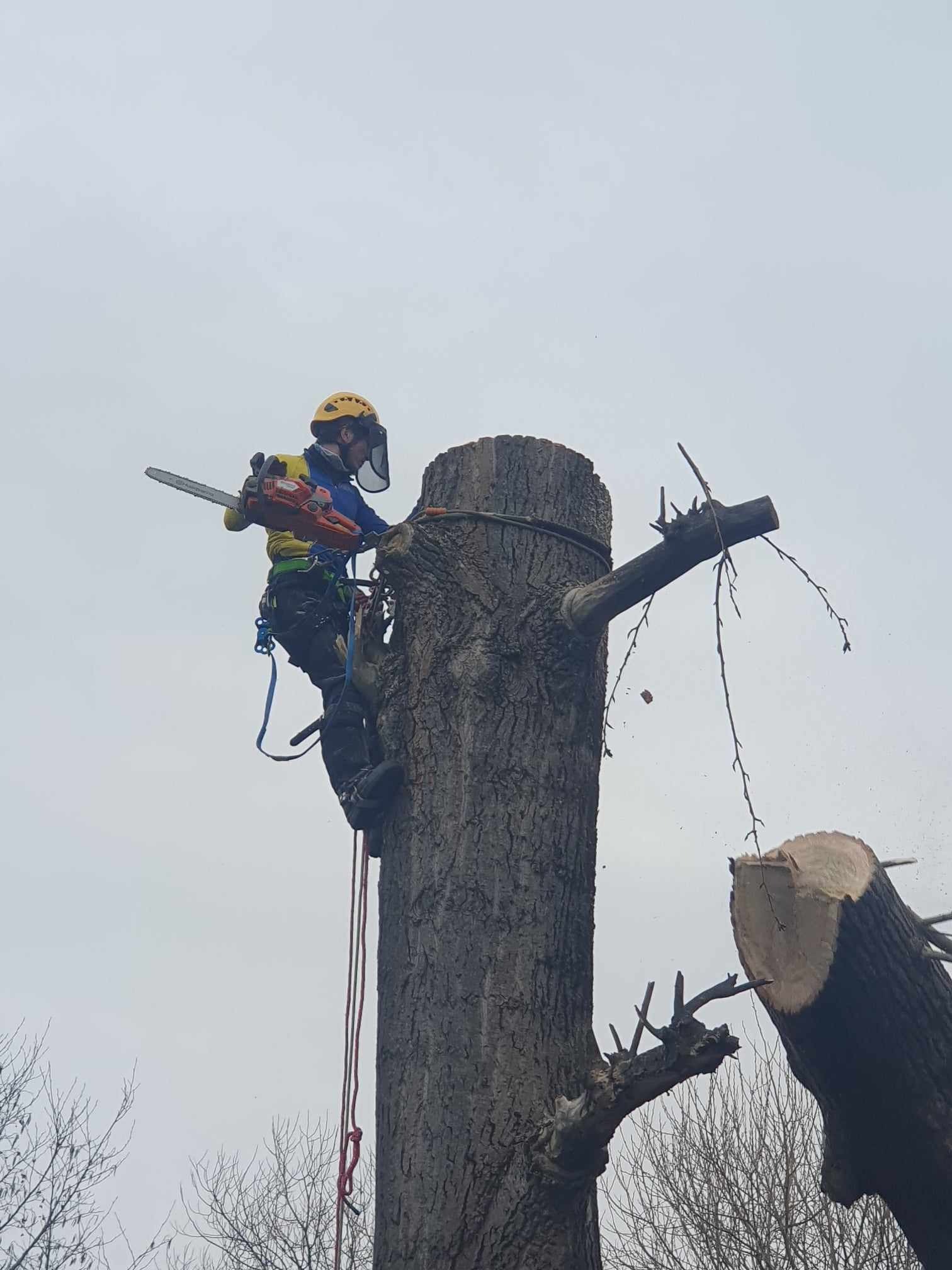 Arborysta w kasku i z piłą łańcuchową, zabezpieczony linami, podczas pracy na wysokości, przy pniu drzewa z odciętymi gałęziami, na tle pochmurnego nieba.