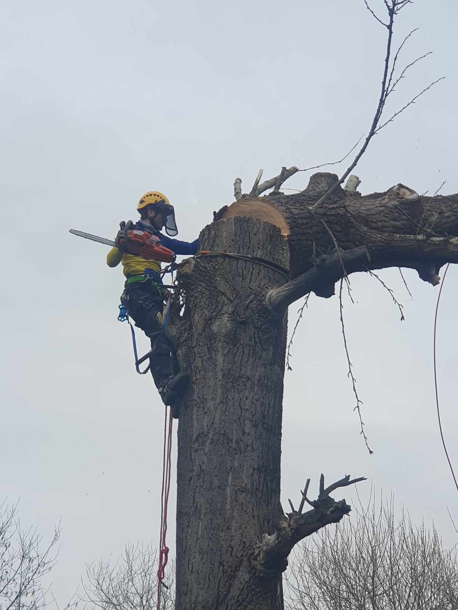 Arborysta w uprzęży, z piłą łańcuchową, podczas pracy na wysokości na drzewie z obciętymi gałęziami, widok od dołu.