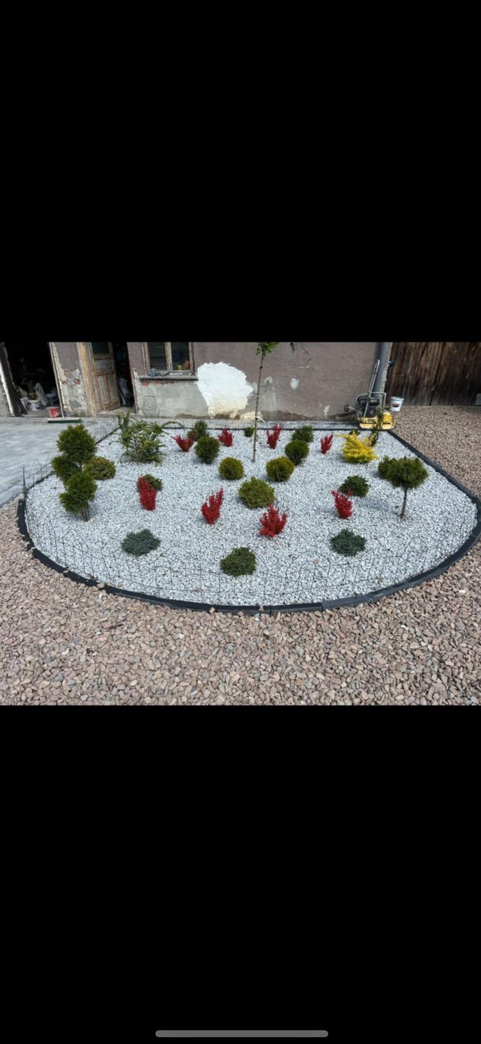 Ogród z białym żwirem, obrzeżem i nasadzeniami: tuje, krzewy czerwone i zielone. W tle budynek z oknem. Kompaktowa aranżacja przestrzeni.